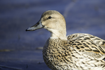 canard