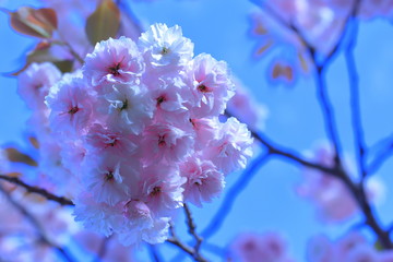 Cherry blossoms 