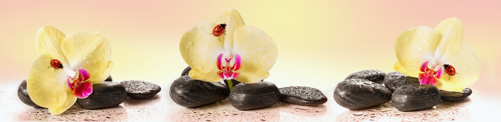Yellow orchids and pebbles with ladybug. Panoramic image.
