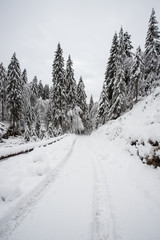 paesaggio invernale in Val Canali, nel parco naturale di Paneveggio - Trentino