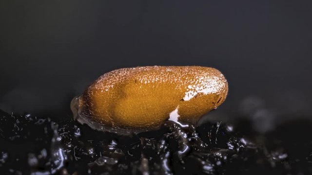 5x Macro timelapse of cress seed germination, Lepidium sativum