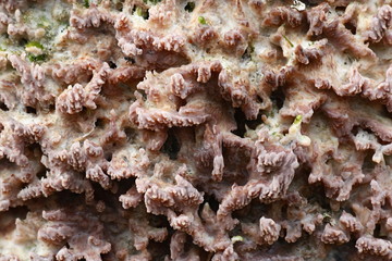 Wrinkled crust fungus, Phlebia radiata