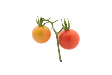 Red tomatoes on a vine isolated on a white background.
