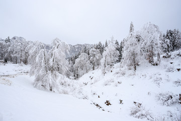paesaggio invernale in Val Canali, nel parco naturale di Paneveggio - Trentino