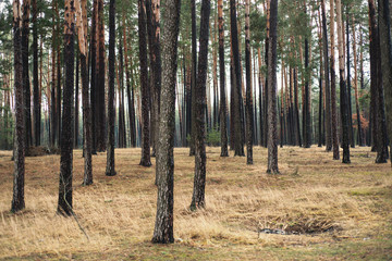 Fototapeta premium Background with pine forest and old dry grass