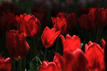 チューリップ　tulips