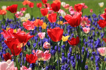 チューリップ　tulips