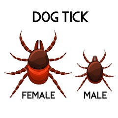 Mite vector set. Tick male and female. Pet parasite isolated on white background. Vector illustration