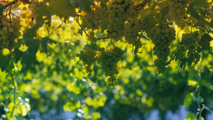 Vineyard in summer. Close up of bunch of grapes hanging from the vines.