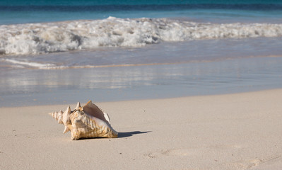 Beach paradise. Beautiful large seashell is on the sandy shore of the blue ocean. The white sea foam is on the horizon. The shell is on the left in the photo. 