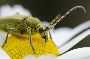 green Insect weevil sitting on camomile flower