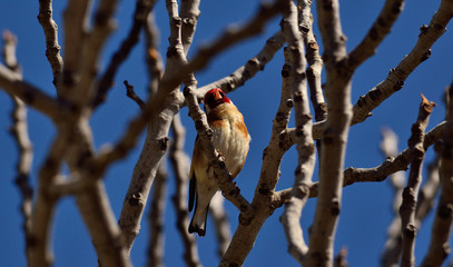 Beautiful bird amidst branches of fig tree and blue sky background, european goldfinch