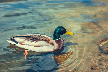 wild duck swims along a river close up with a copy of space