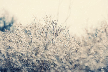 Fototapeta premium Cold temperature leaves snow and ice on plant in nature. Winter landscape with icy texture from frost, creates monochrome pattern background image.