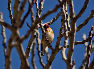 Beautiful european goldfinch amidst fig tree branches and blue sky background