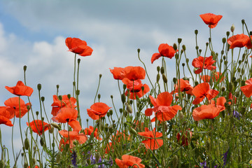Red poppies on blue sky background