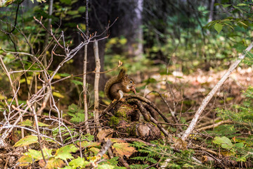 Cute squirrel getting ready for winter