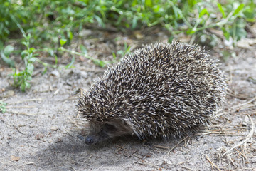 hedgehog on the forest road close up