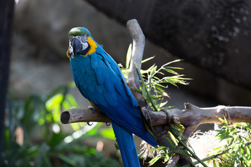 Blue Yellow Macaw