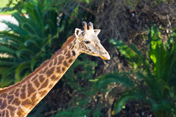 Giraffe Roaming