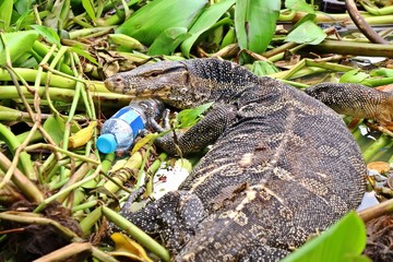 Monitor lizard, Varanus salvator or Asian Water Monitor, laying on the water hyacinth with plastic water bottle and other garbage. Animal and environment concept.