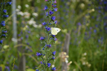 Blue wild valley flower with white butterfly on flower