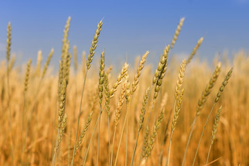 Fototapeta premium ears of wheat against the blue sky