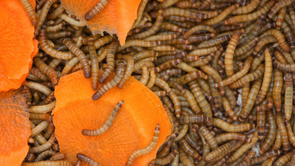 Worms, Meal worms. larvae of the beetle Tenebrio molitorwith pieces of carrots