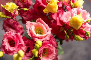 Eustoma flowers on grey background,