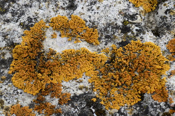 Mosses and lichens - mchy i porosty - obrazy, fototapety, plakaty
