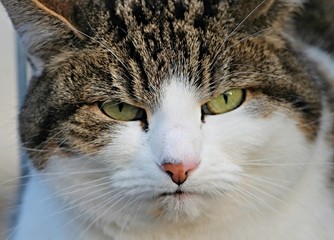 Portrait einer mürrischen Katze