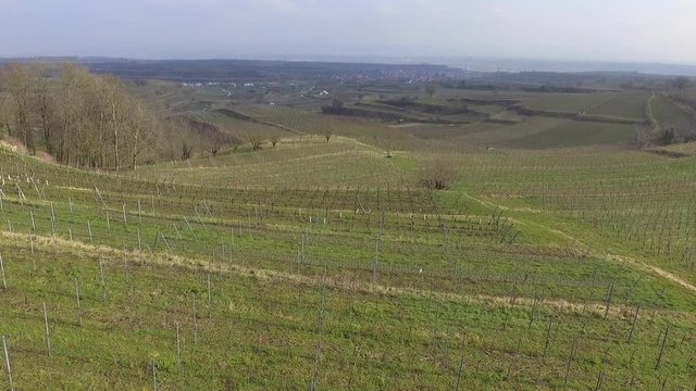 Weinreben Februar Winter