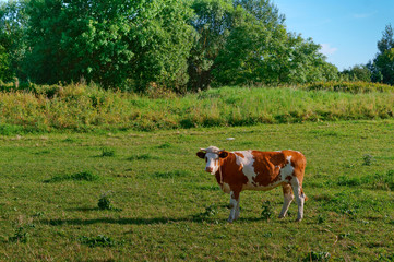 Fototapeta na wymiar A cow grazing in a meadow. A spotted cow on a green lawn.