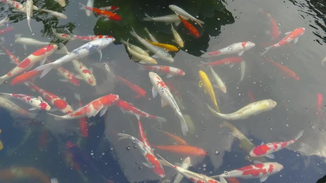 koi pond at po lin monastery in hong kong, china