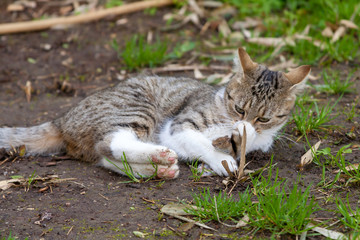 Chasser pour le plaisir - Chat jouant avec un mulot