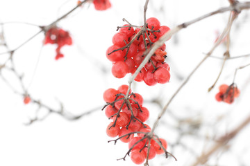 Winter Frozen Viburnum Under Snow. Viburnum In The Snow. First snow.