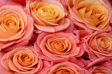 texture of pink roses. Close to each other. Yellow middle