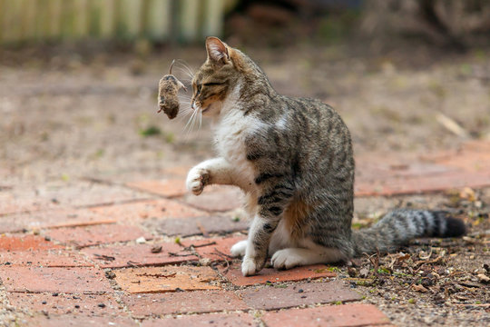 Chasser pour le plaisir - Chat jouant avec un mulot