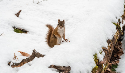 Squirrel in the snow intrigued by camera - 193316869