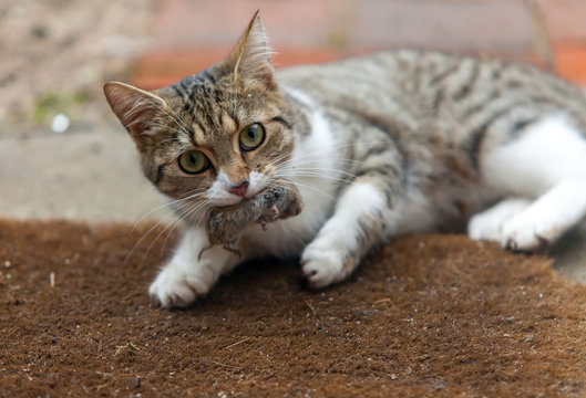 Chasser pour le plaisir - Chat jouant avec un mulot