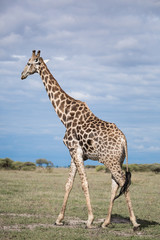 Naklejka na ściany i meble Giraffe In African Savannah
