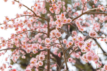 満開の梅