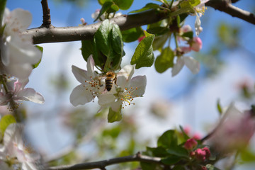 Blooming tree branch of apple with bee near flower