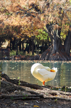 Pato S en Cam&eacute;cuaro