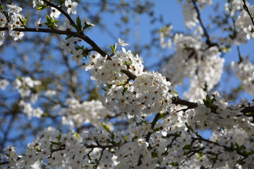 Blooming white tree on sky background