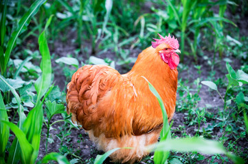 Meat-egg breed of chickens Orpington grazing outdoors in a green farm field. This large domestic bird with outstanding performance for private farms.