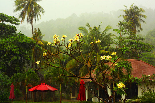 Tropical rainforest in Borneo, Malaysia