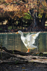 Pato vuela en Camécuaro