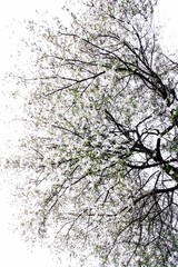 tree with blooming white magnolia flowers