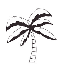 tree palm tropical plant vector illustration design